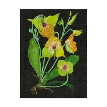 Melissa Wang 'Telipogon Caulescens Ii' Canvas Art,35x47